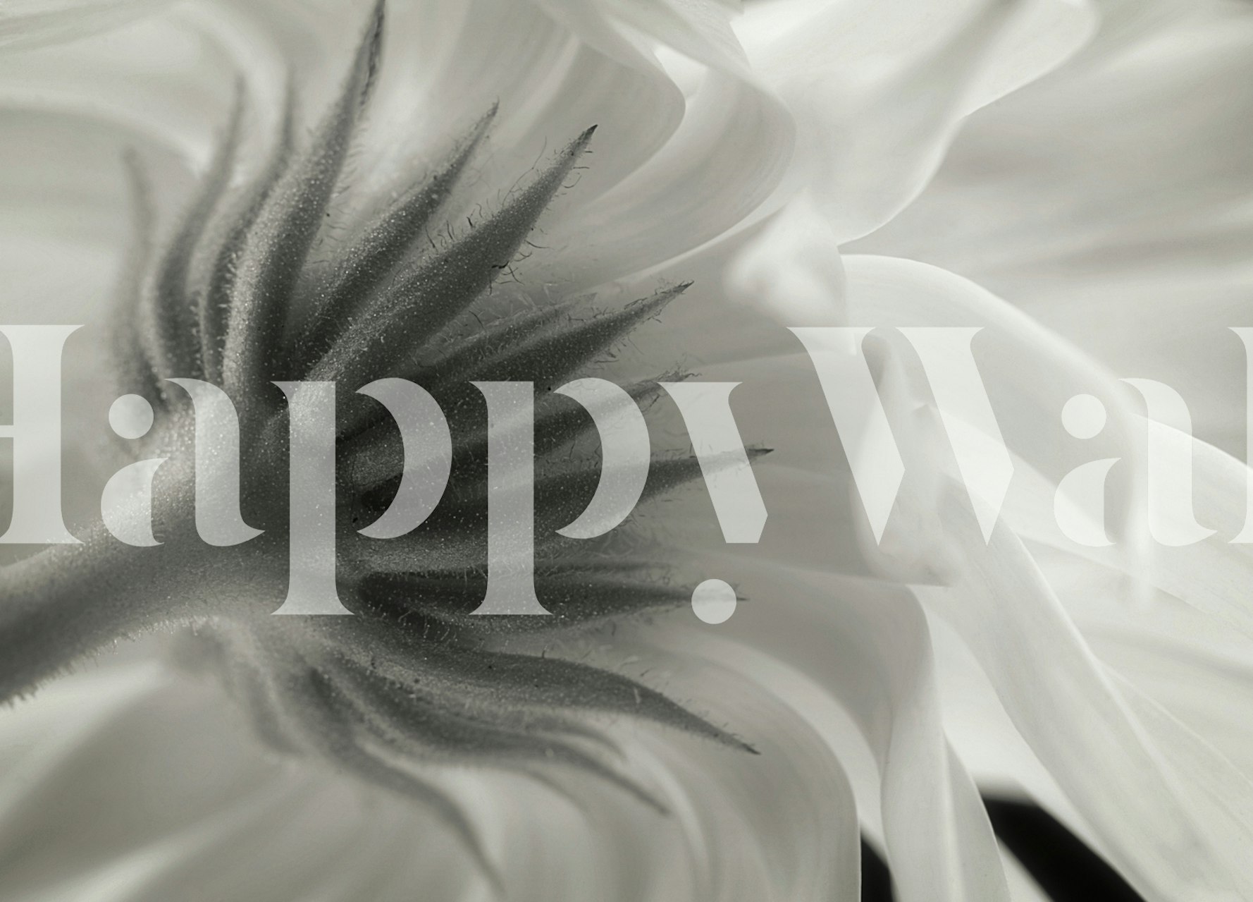 Black and white floral design with intricate textures wallpaper