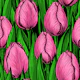 Pink tulips with green leaves