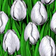 White tulips with green leaves