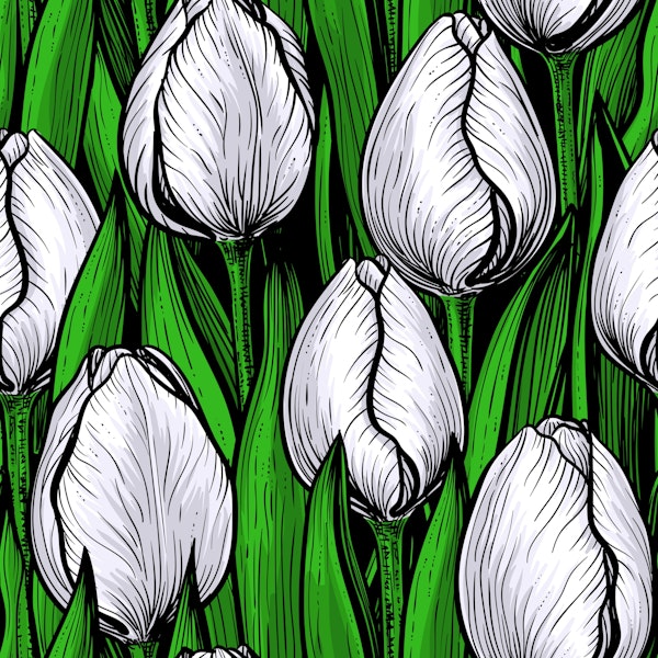 White tulips with green leaves
