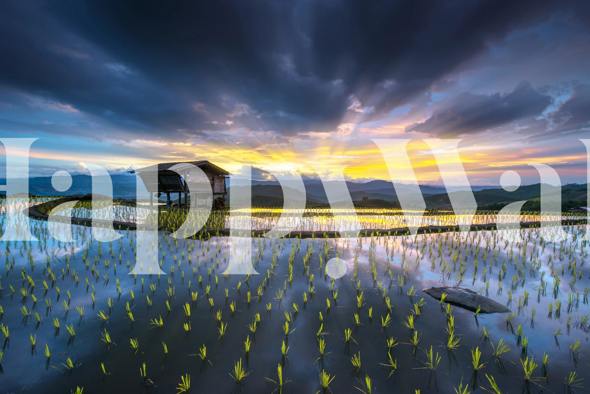 Rice field landscape with sunset and wooden hut wallpaper