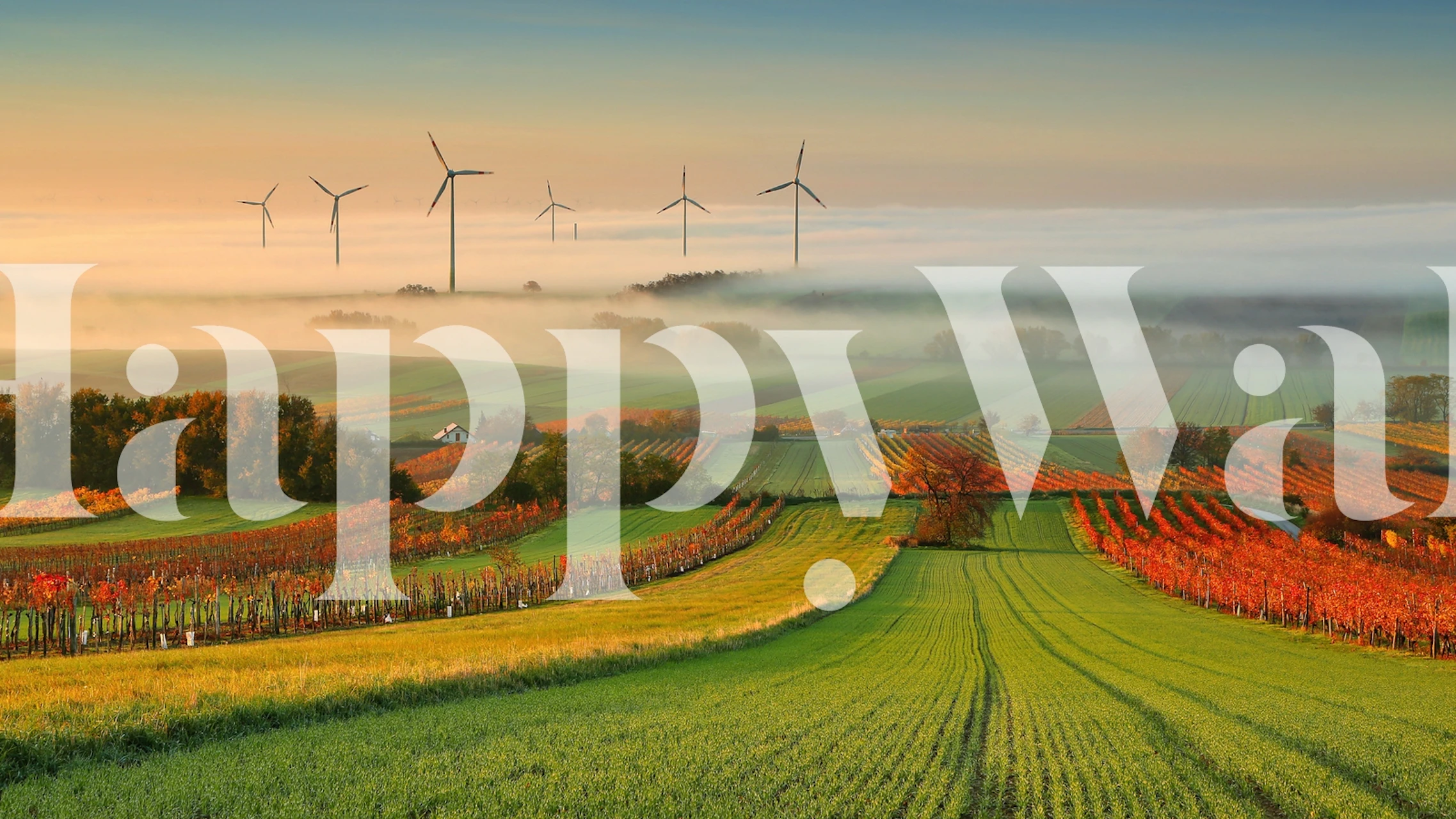 Tapeta Jesenjski pejzaž vinogradâ