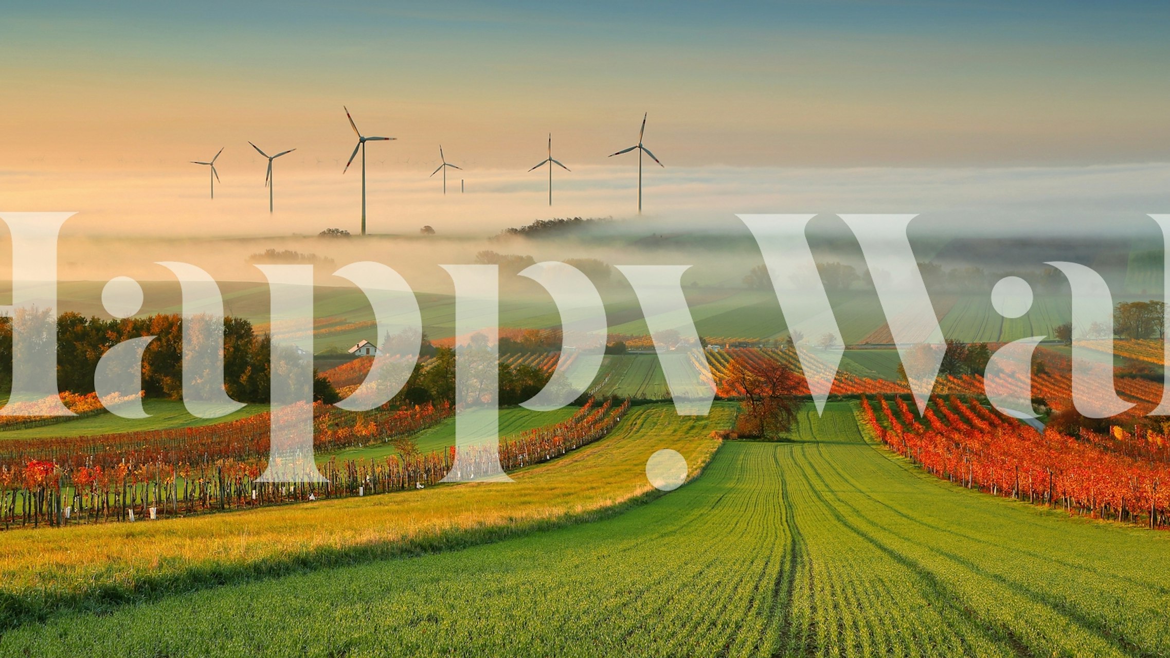 Høst Vineyard Landskap Tapet