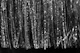 Holographic Silver Gray Tinsel Glam 1