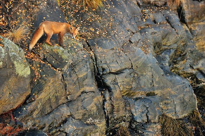 Fox Wallpaper on a Rocky Terrain