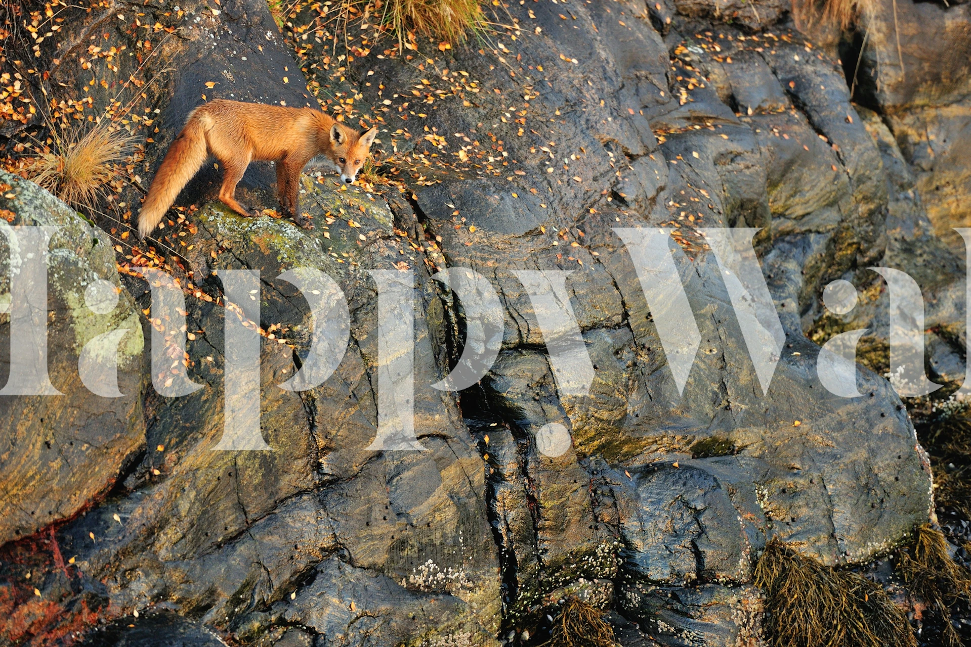 Fox walking on rocky terrain with autumn leaves wallpaper