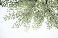 Ginkgo Leaves Dream 4 behang