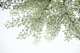Ginkgo Leaves Dream 4