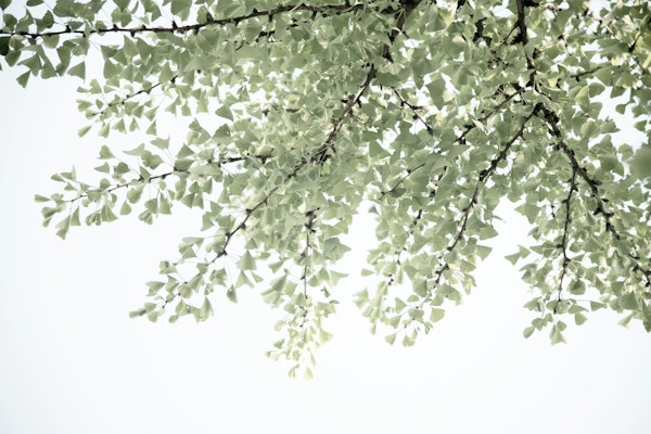 Ginkgo Leaves Dream 4