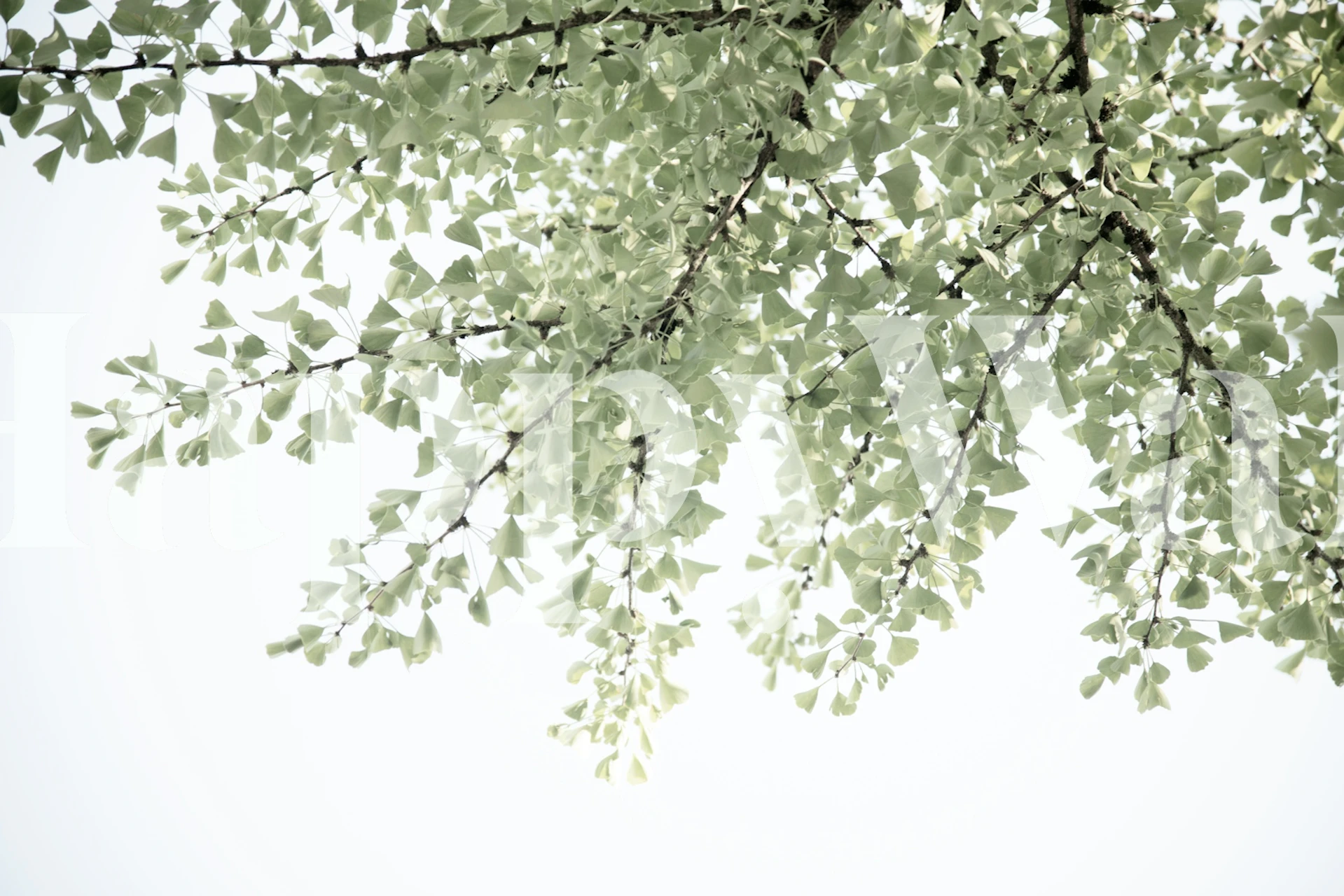 Ginkgo leaves wallpaper in a room setting