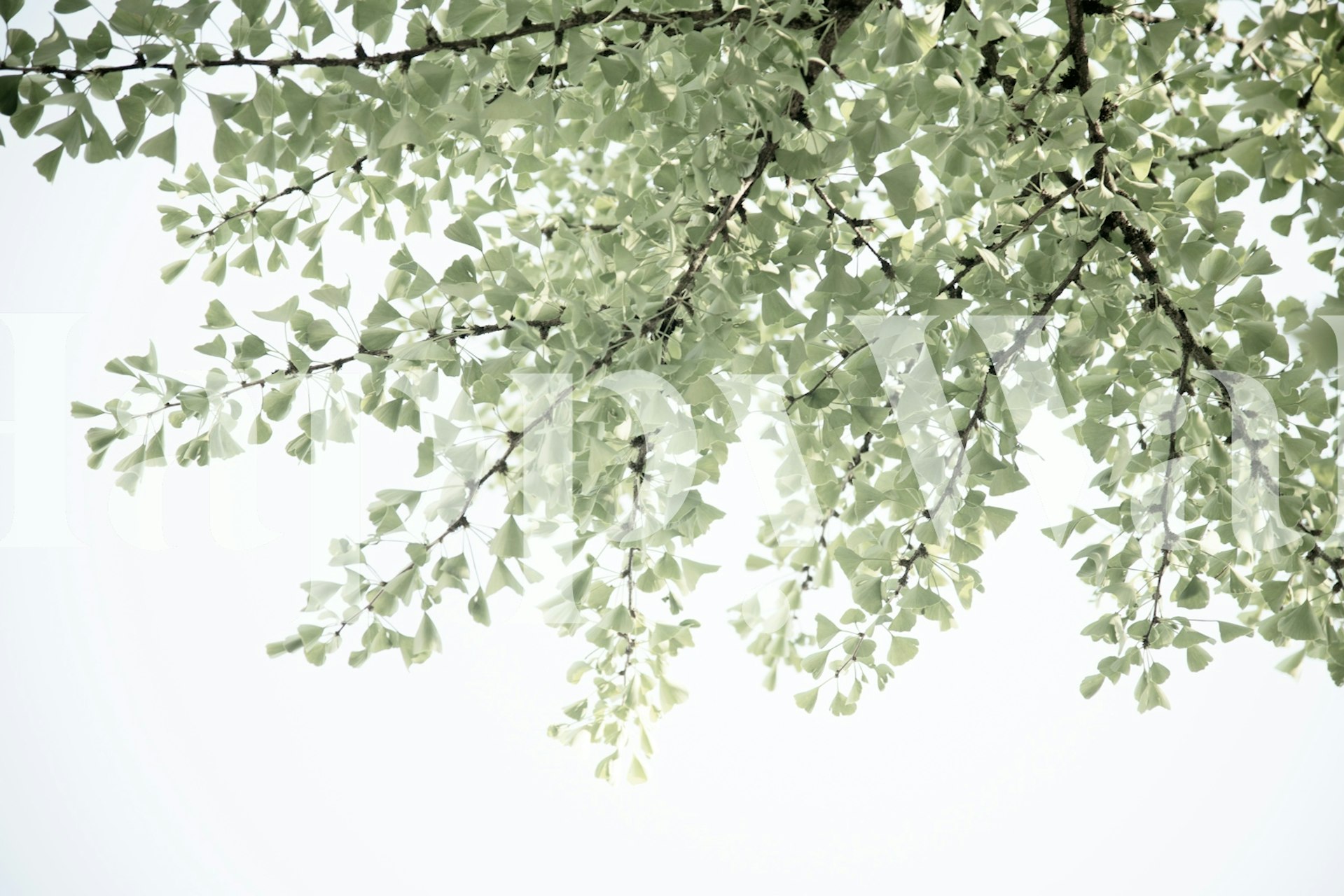 Papel pintado de Ginkgo leaves en un entorno de habitación