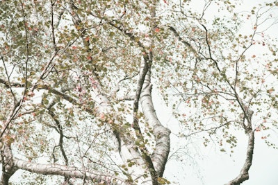 Mural