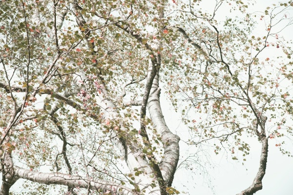 Under the Birch Tree 1