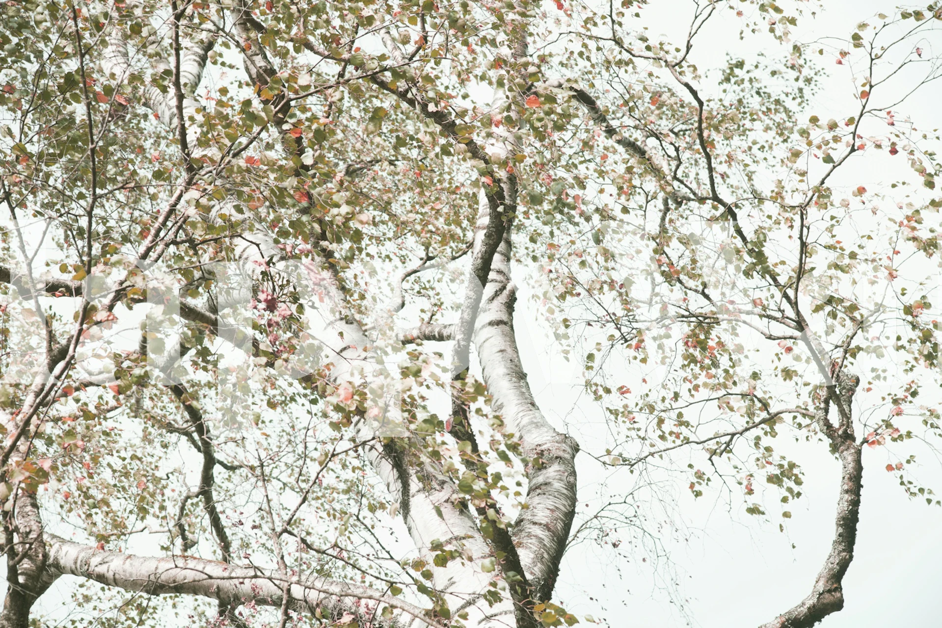 Under the Birch Tree wall mural featuring birch trees and soft, neutral colors