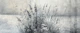 Gray Pampas Flowers - Grunge