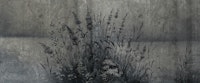 Gray Pampas Flowers - Cement papel de parede