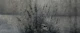 Gray Pampas Flowers - Cement