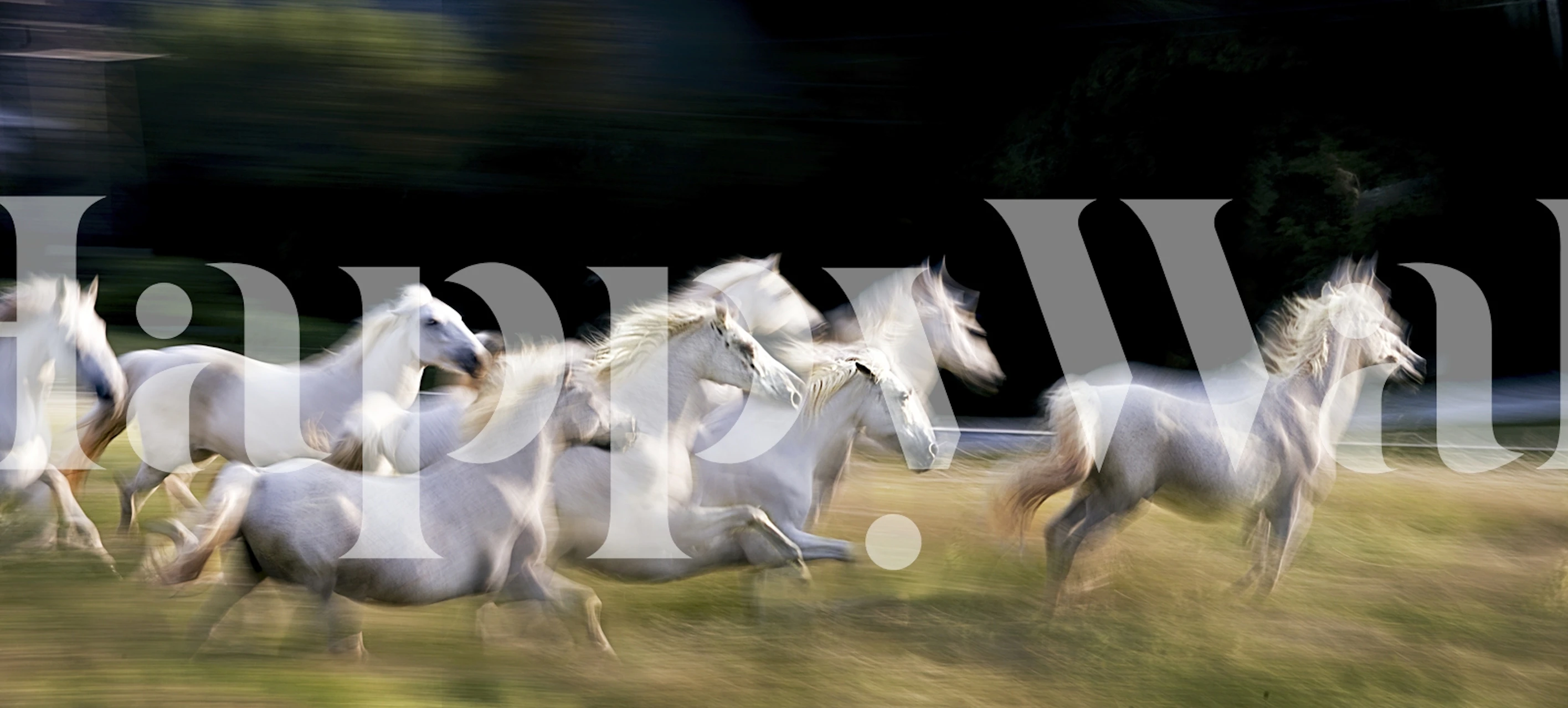 Running white horses on a blurred background wallpaper