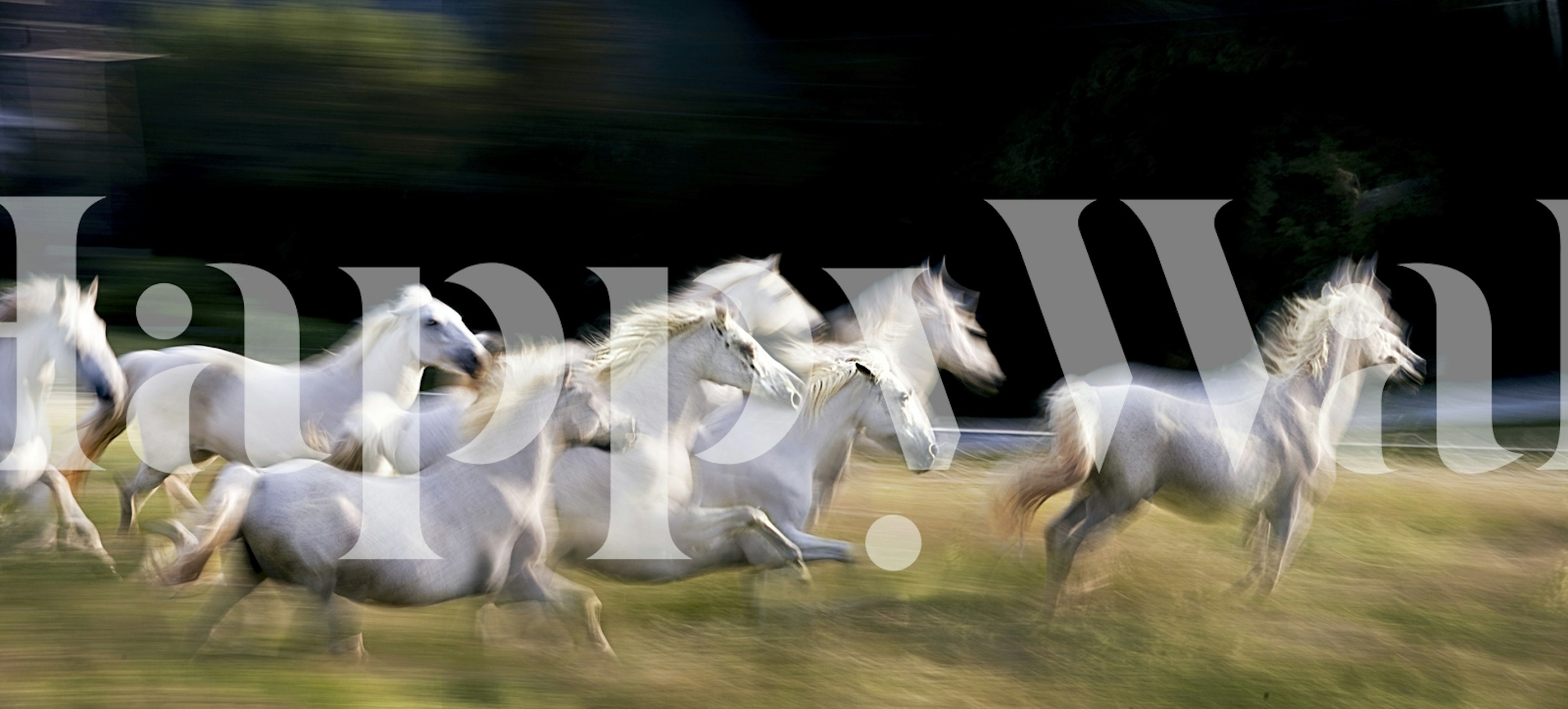 Running white horses on a blurred background wallpaper