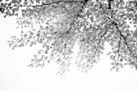 Ginkgo Leaves Dream 5 behang