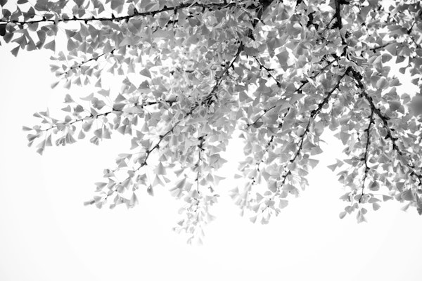 Ginkgo Leaves Dream 5