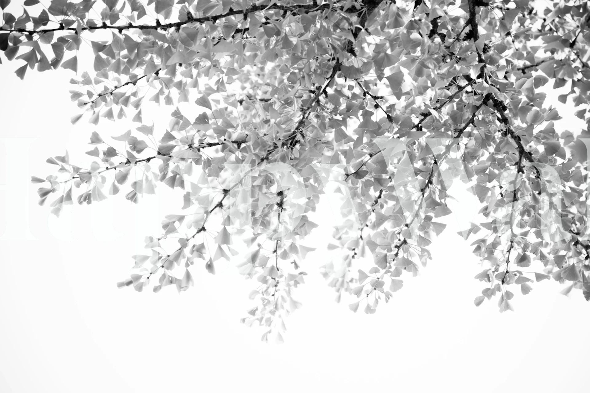 Ginkgo leaves wallpaper in a bright room