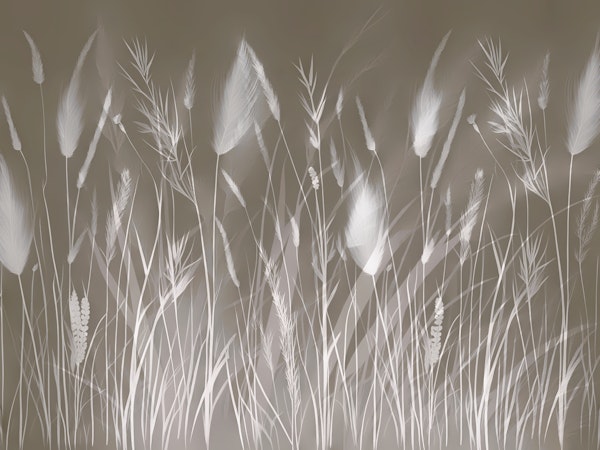 Moody Morning Grass Meadow