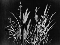 Moody Garden wallpaper