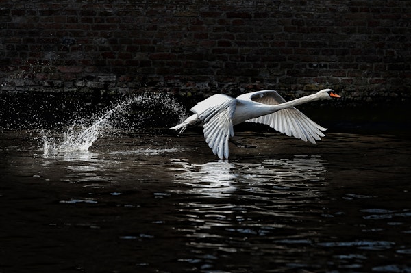 Flying swan