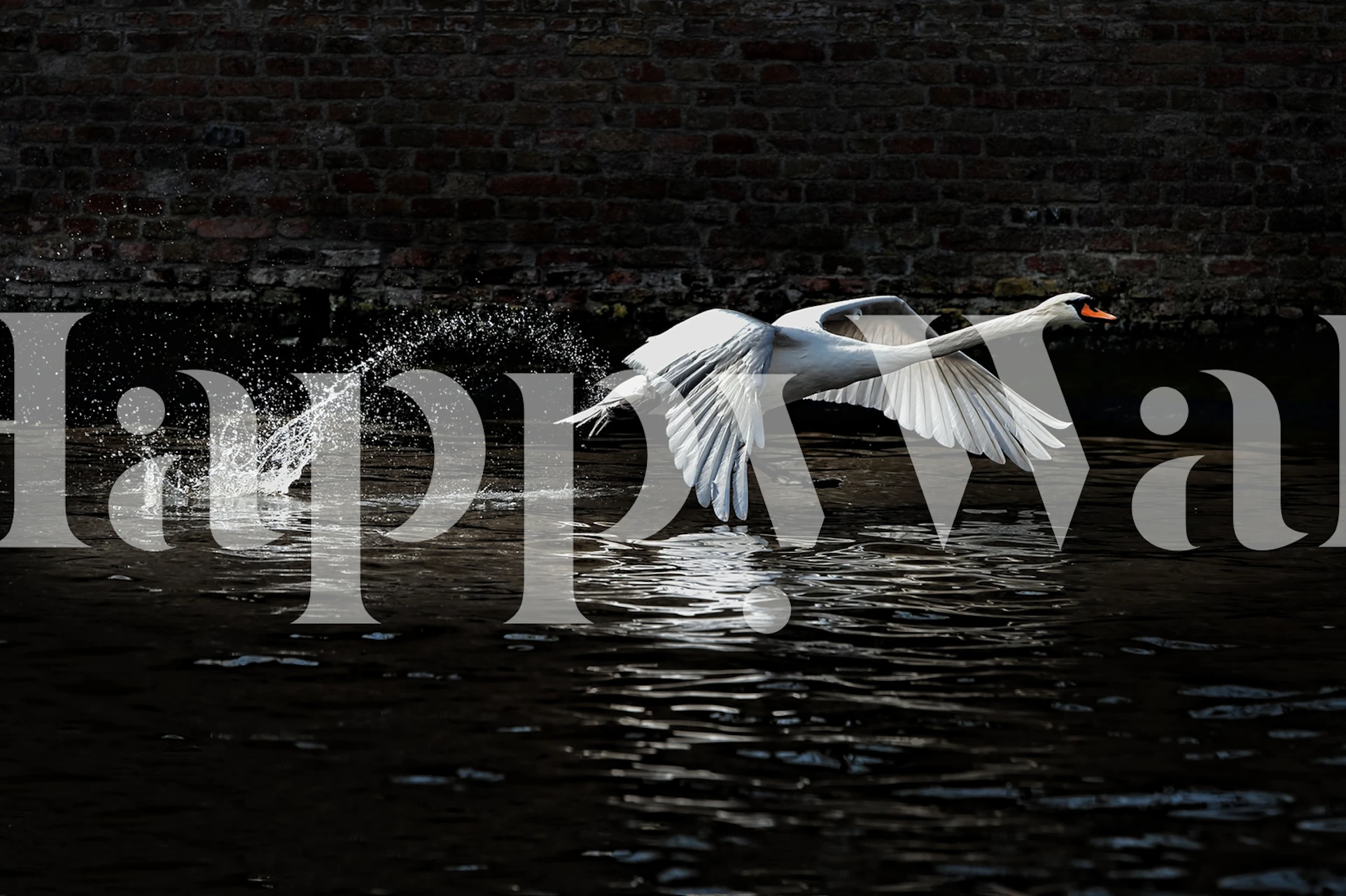 Fotomural cisne despegando del agua