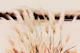 Grass Land