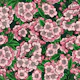 Cherry blossom on green