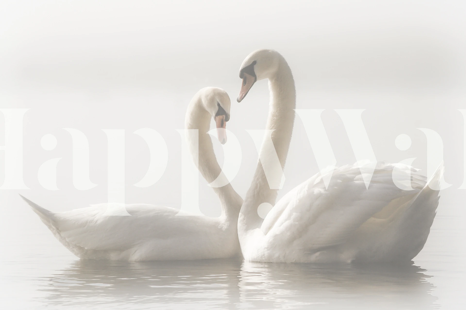 Two white swans in a misty setting, soft colors wallpaper