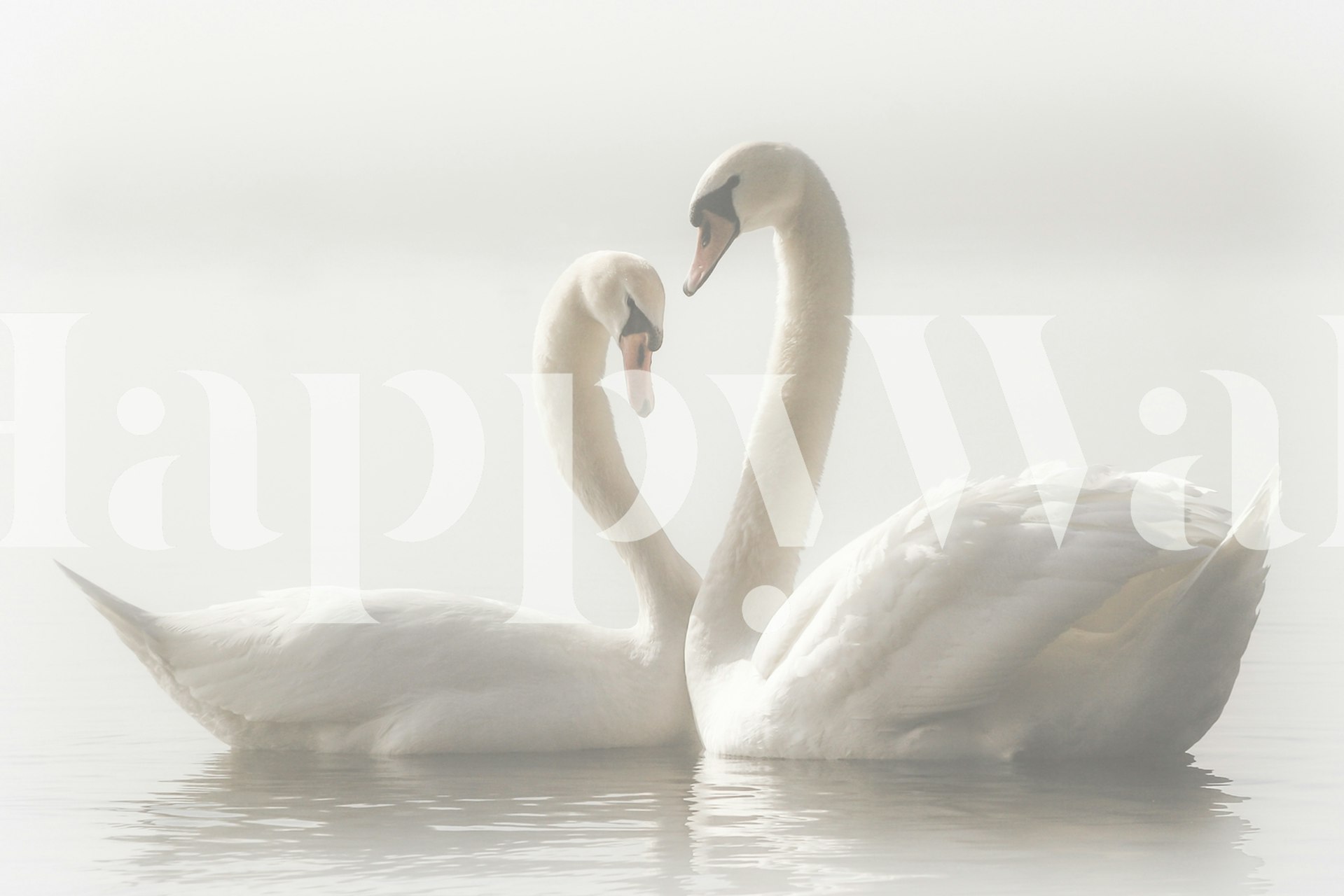 Two white swans in a misty setting, soft colors wallpaper