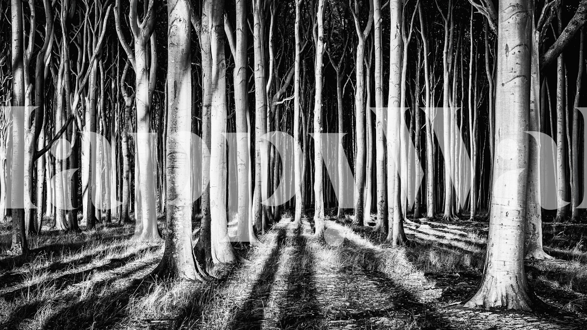 Ghost Forest wallpaper in a modern room