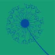 Jumbo Dandelion blue flower