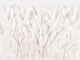 Wild Japandi Grass Botanical Art