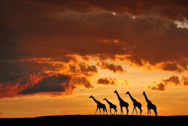 Five Giraffes