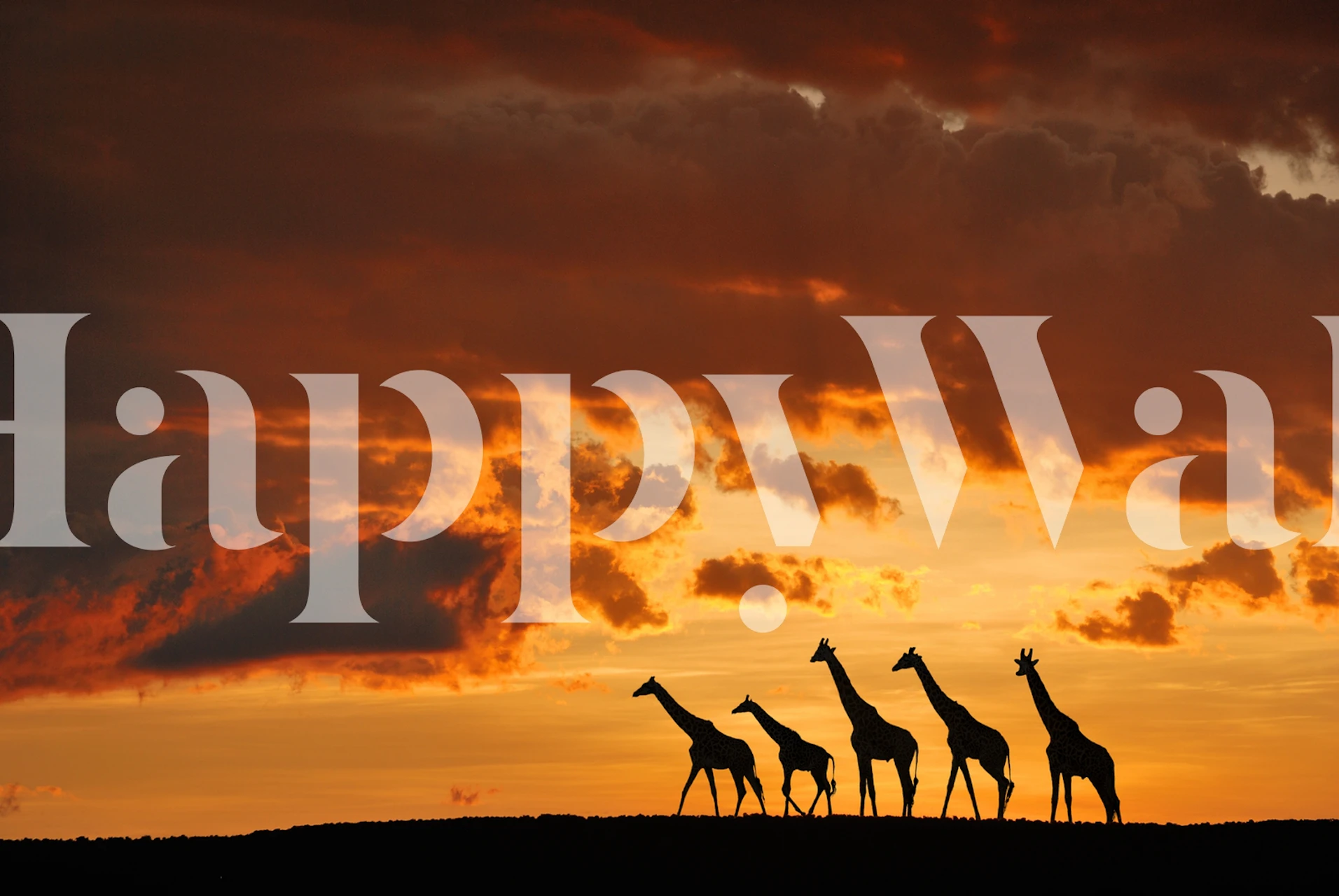 Silhouette of five giraffes walking in a line against a vivid sunset sky wall mural