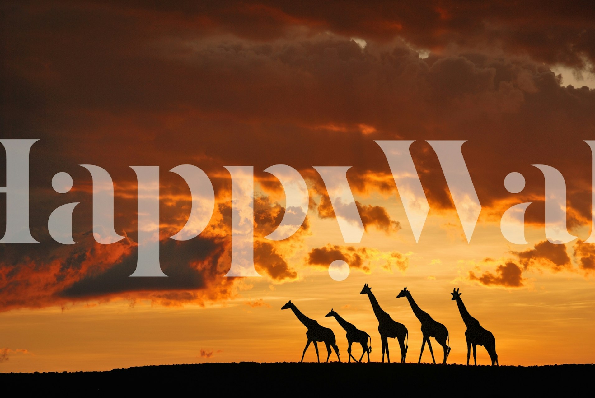 Silhouette of five giraffes walking in a line against a vivid sunset sky wall mural