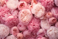 Blossom Cascade Floral Spring Pastel Pink tapet