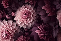 Opulent Moody Dahlia Flowers Moody Pink tapete