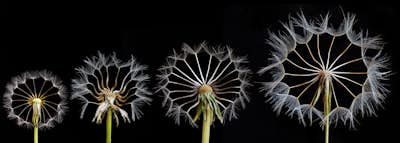 Τοιχογραφία