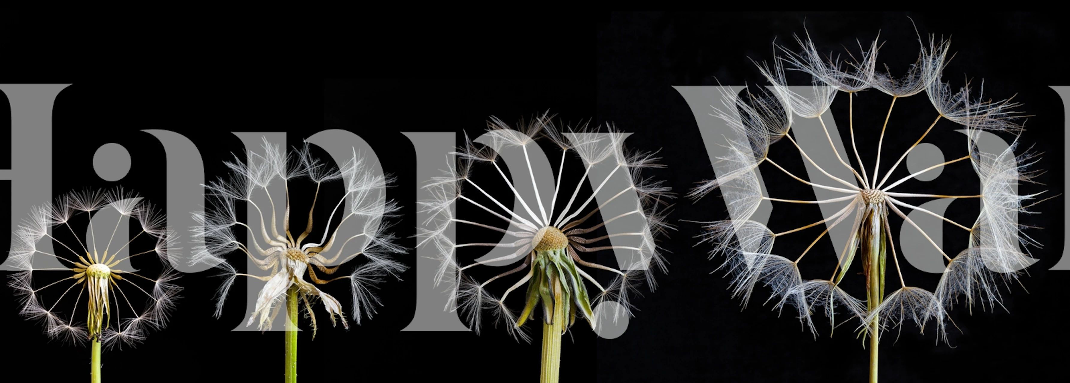 Family portrait tapetti huoneessa