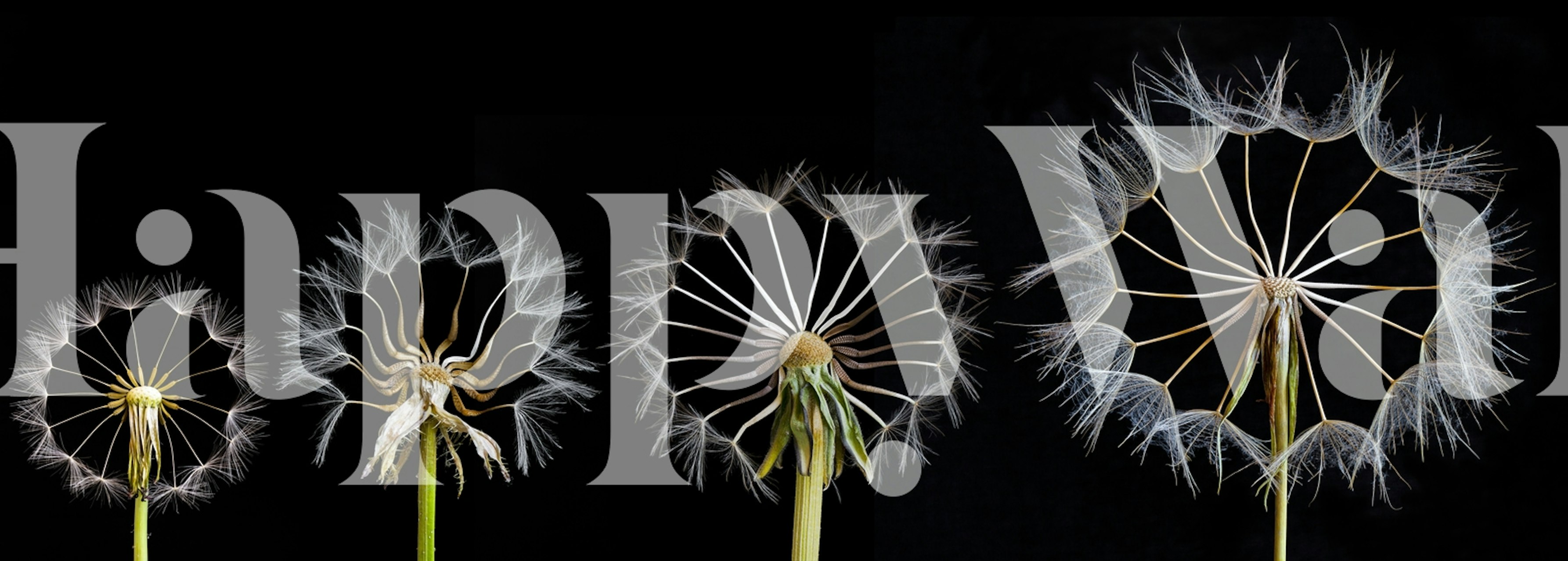 Ταπετσαρία Family portrait σε ένα δωμάτιο