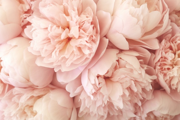 Bold Lush Baroque Summer Peonies