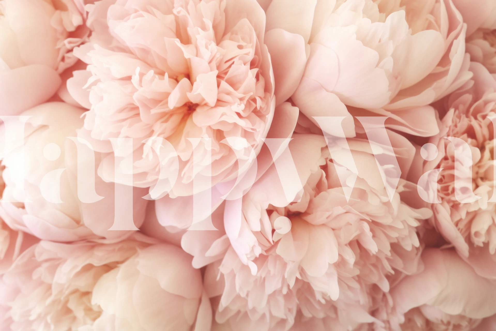 Pink peony flowers on a soft background wallpaper