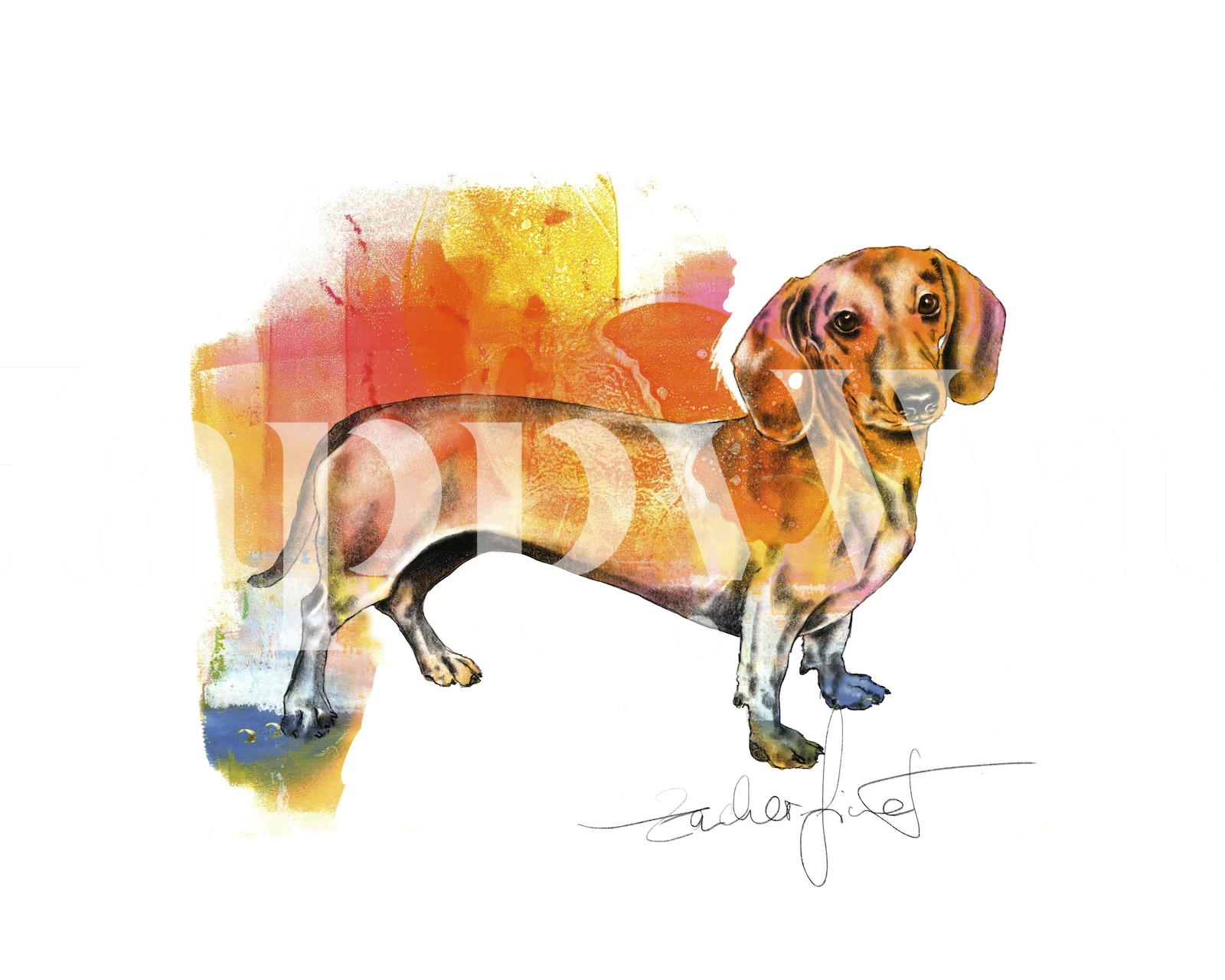 Colorful dachshund dog illustration with abstract background wallpaper