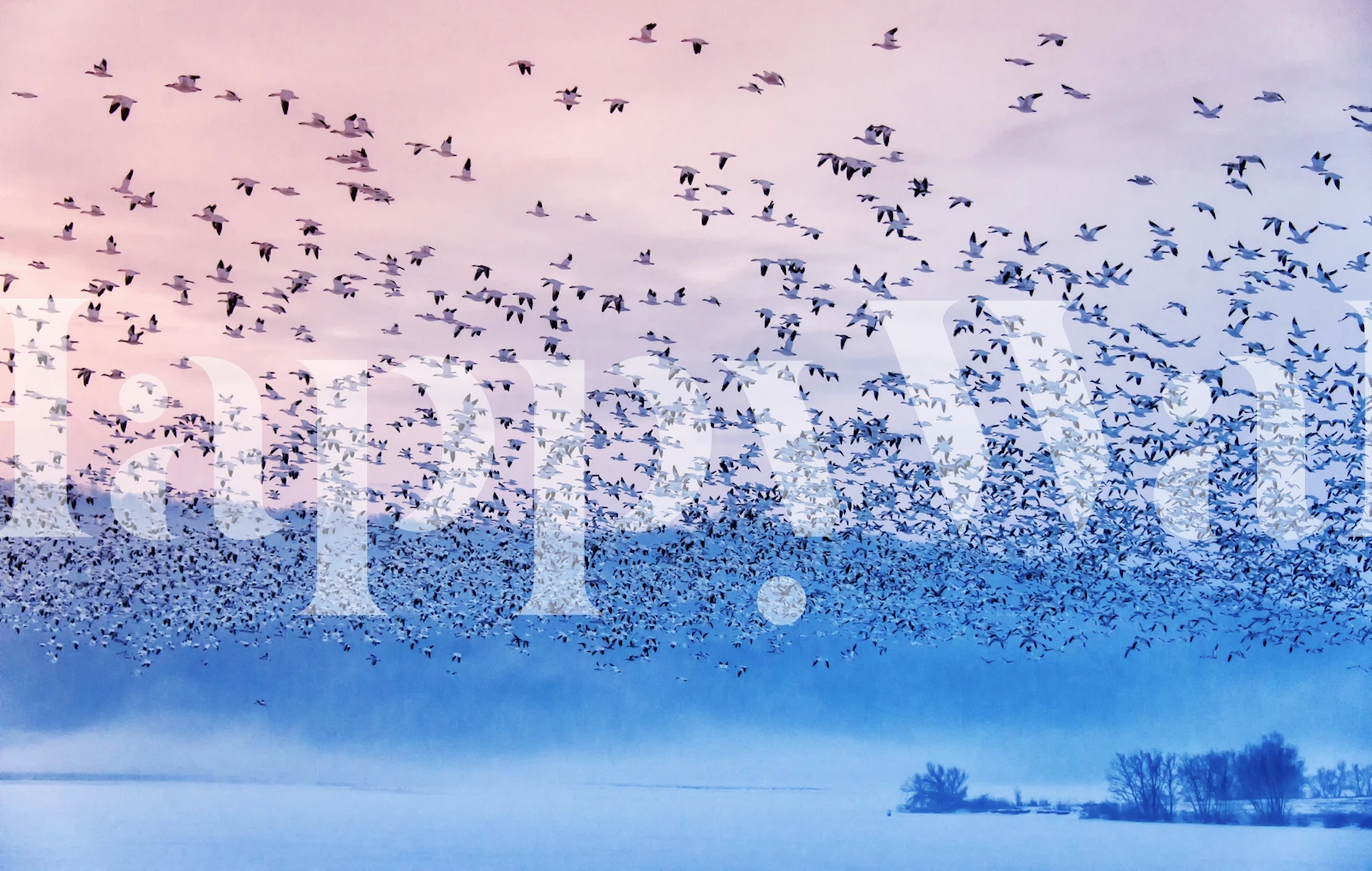 Wallpaper of flying birds in foggy scenery