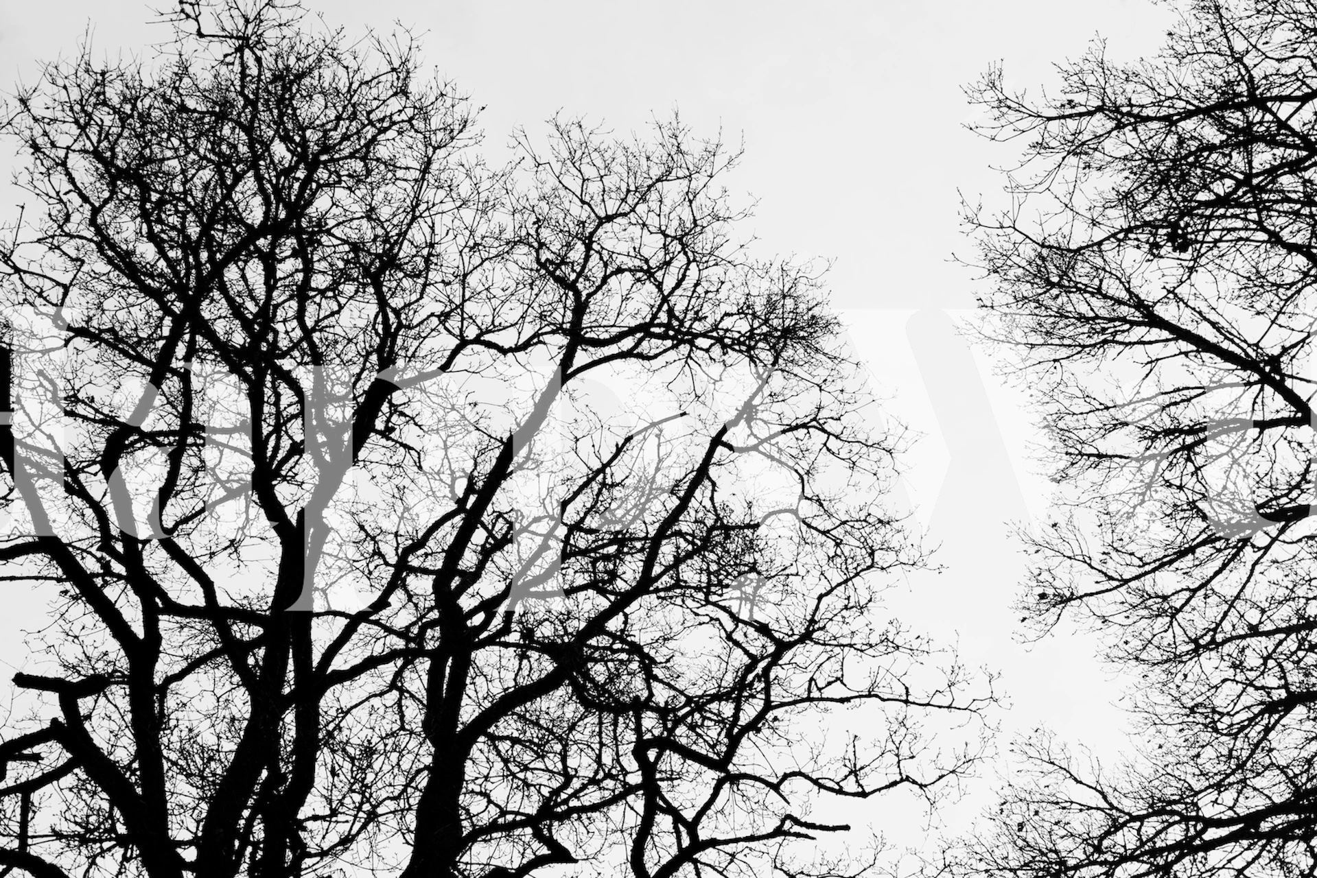 Tree silhouettes wallpaper in a modern room